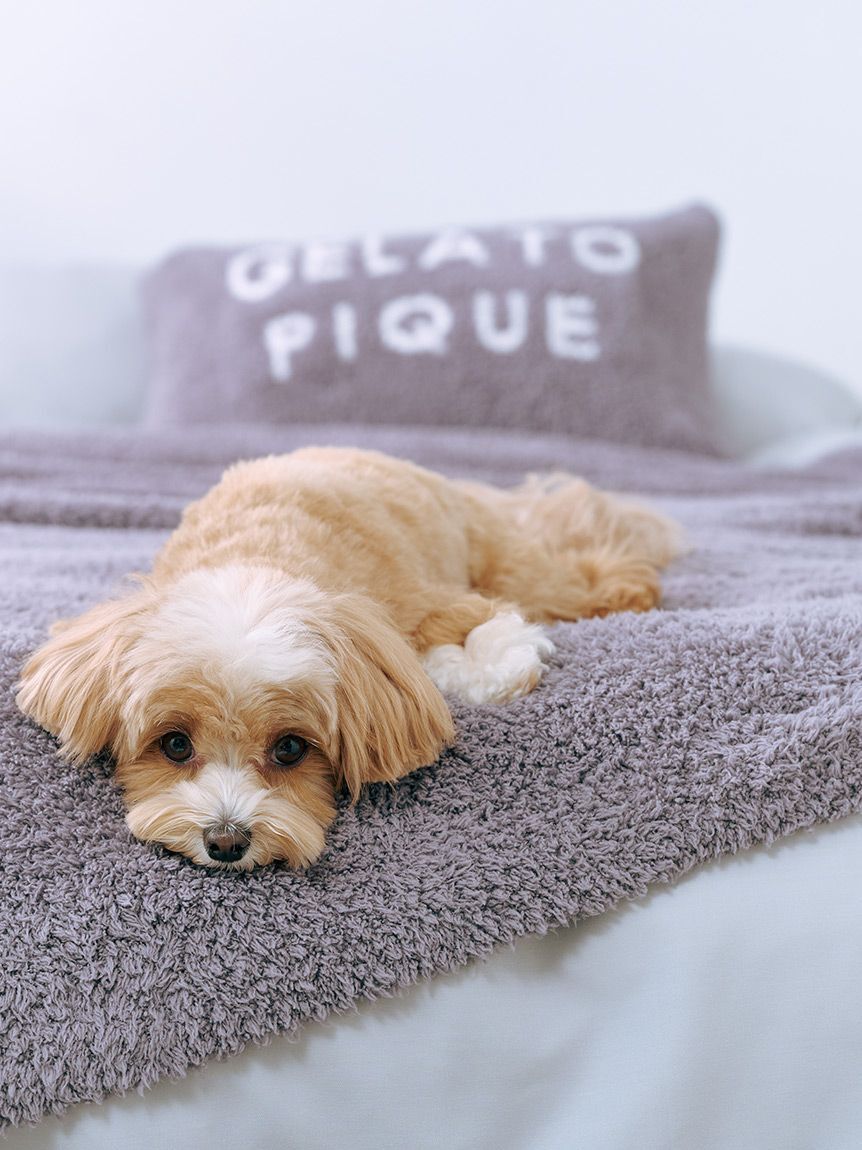 gelato pique Sleep「【Sleep】ジェラート マルチカバー」|その他|