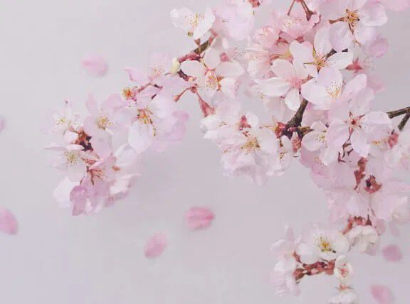 Flora Notis JILL STUART「フローラノーティス　ジルスチュアート　チェリーブロッサム　リペアスムースヘアミスト」|ヘアスタイリング|