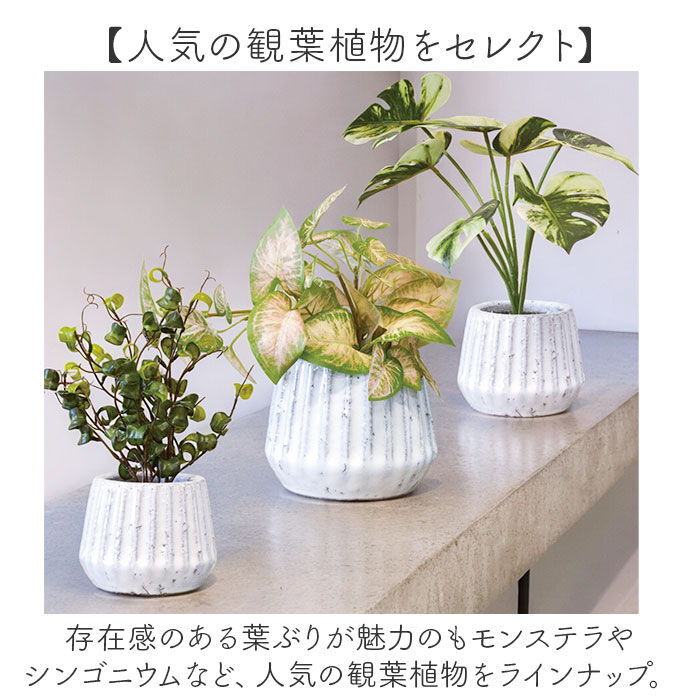 BACKYARD FAMILY「光触媒 フェイクグリーン 通販 人工観葉植物 イミテーショングリーン インテリアグリーン 消臭」|その他|