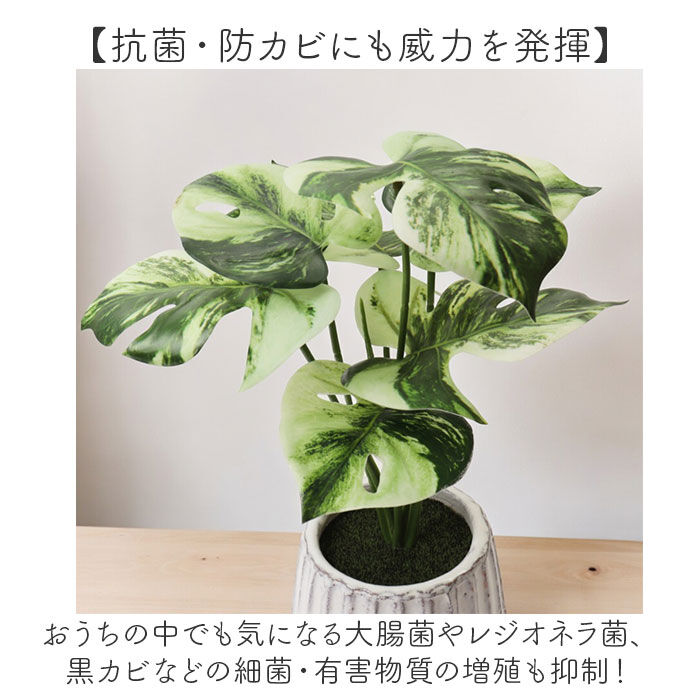 BACKYARD FAMILY「光触媒 フェイクグリーン 通販 人工観葉植物 イミテーショングリーン インテリアグリーン 消臭」|その他|