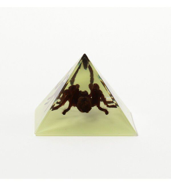 BEAMS「REAL BUG / Pyramid Tarantula」|その他|