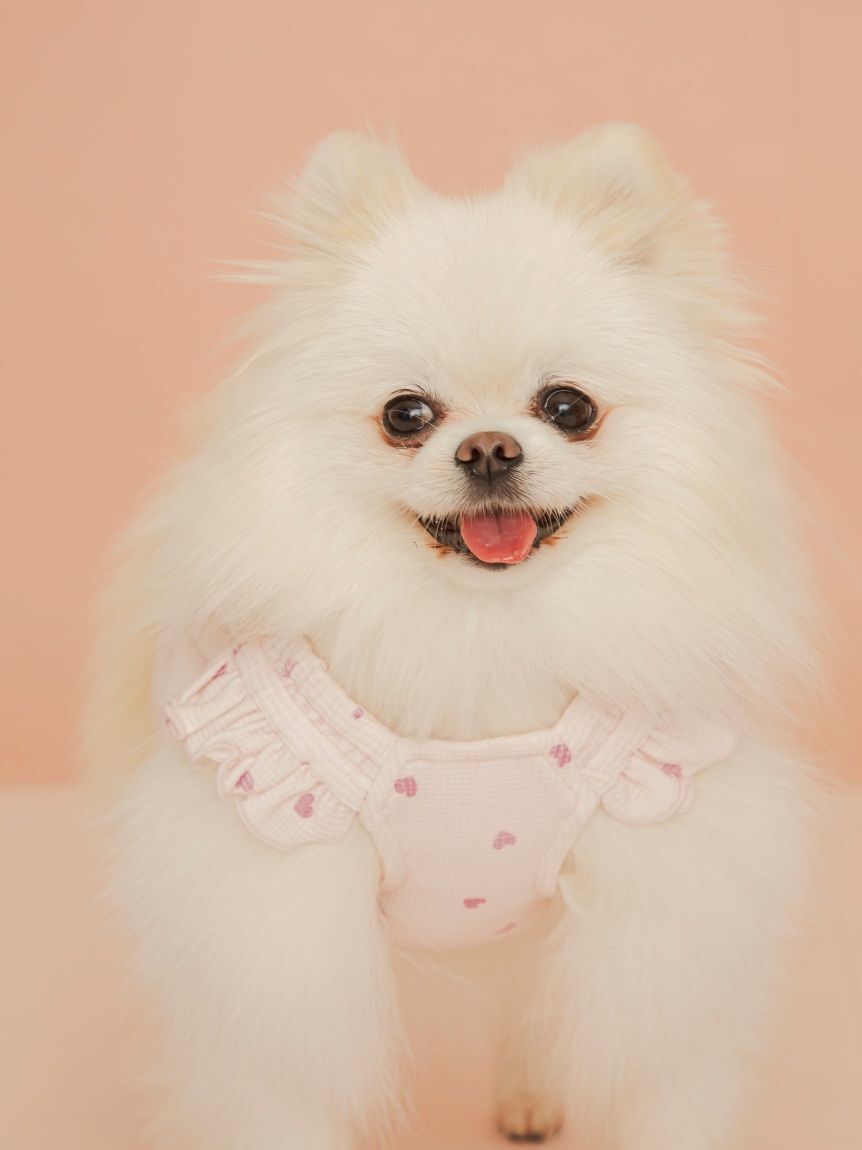  GELATO PIQUE CAT&DOG「【CAT&DOG】ハート柄フリルワンピース」|その他|