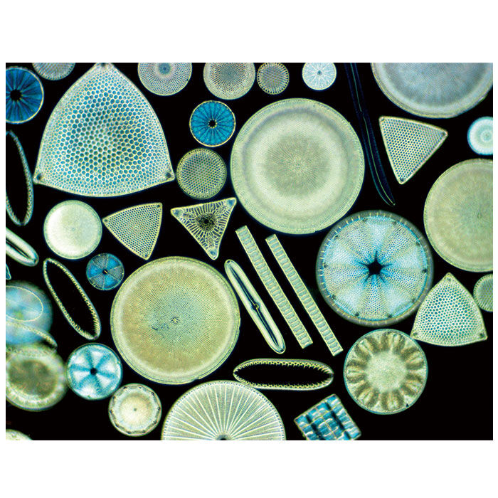 BACKYARD FAMILY「soil ソイル 靴 消臭 入れるだけ L 巾着袋 通販 消臭剤 吸湿剤 吸湿 脱臭剤 脱臭」|シューケア|