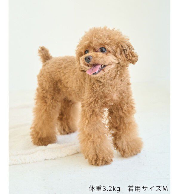 ROPE PICNIC PASSAGE「【DOG】リンクボーダータンクトップ」|その他|