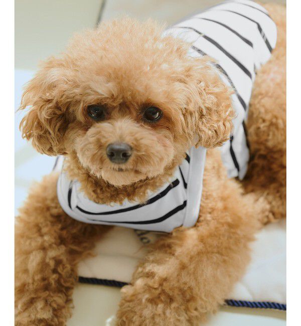 ROPE PICNIC PASSAGE「【DOG】リンクボーダータンクトップ」|その他|