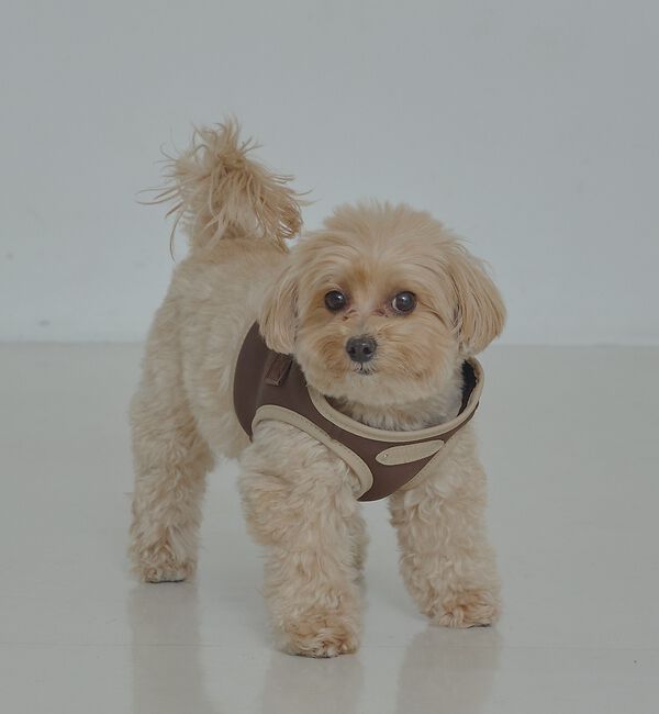 LOWELL things「MATIE/ハーネス(S/M/L)【Direction by 有末麻祐子】」|その他|