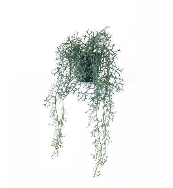 journal standard Furniture「【Brown./ブラウン】リプサリス ポット 55 グリーン」|その他|グリーン