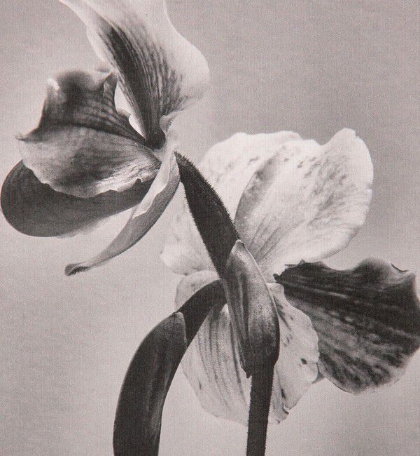 TOMORROWLAND GOODS「【別注】LISA KING JAGGER ハーフスリーブプルオーバー」|Tシャツ・カットソー|