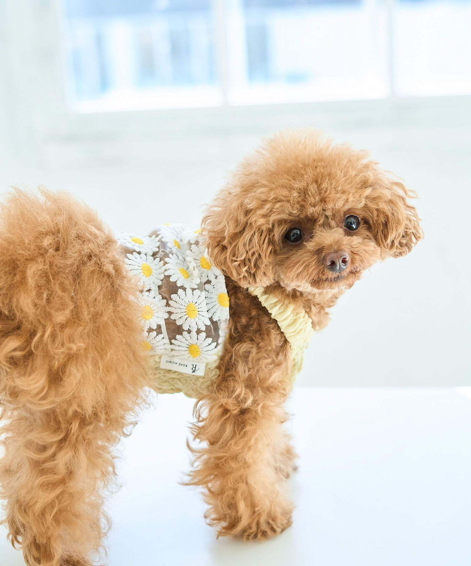 ROPE PICNIC PASSAGE「【DOG】フラワーキャミソール」|その他|ホワイト系(11)