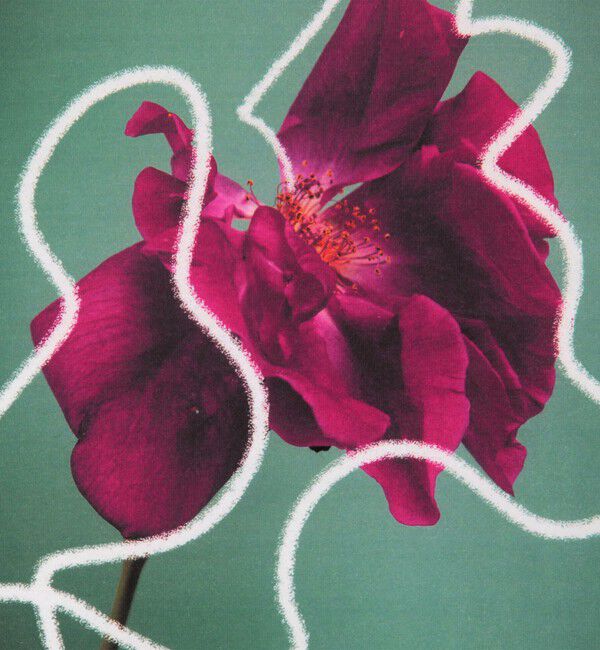 TOMORROWLAND GOODS「【別注】 LISA KING ROSETTA ハーフスリーブプルオーバー」|Tシャツ・カットソー|