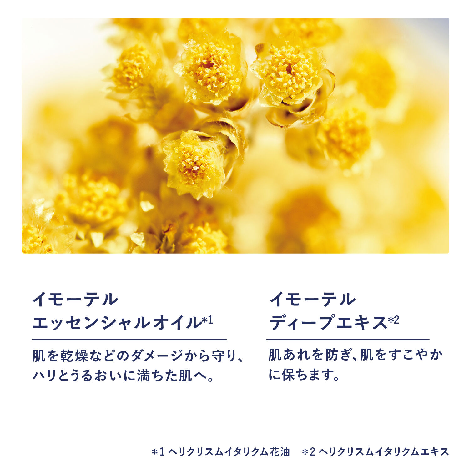 L&rsquo;OCCITANE「イモーテル オーバーナイトリセットセラム50mL」|美容液・オイル・クリーム|