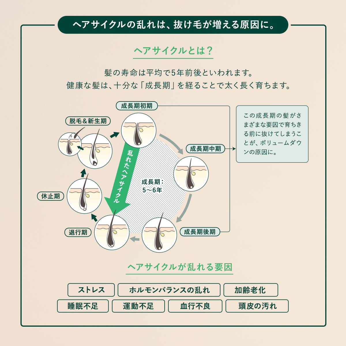 L&rsquo;OCCITANE「薬用 メディカル アンチヘアロスセラム＜医薬部外品＞」|その他|