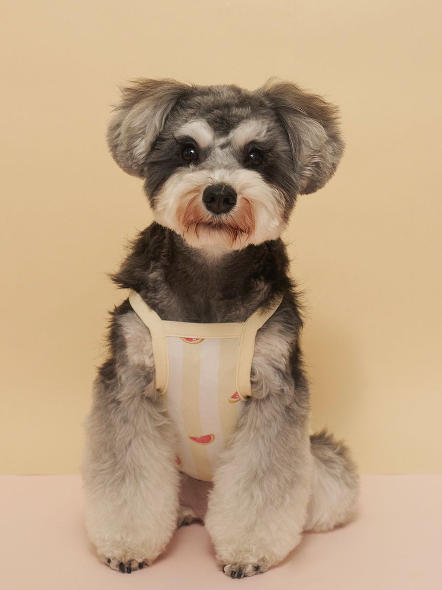  GELATO PIQUE CAT&DOG「【CAT&DOG】【接触冷感】 ストライプ柄Coolingプルオーバー」|その他|
