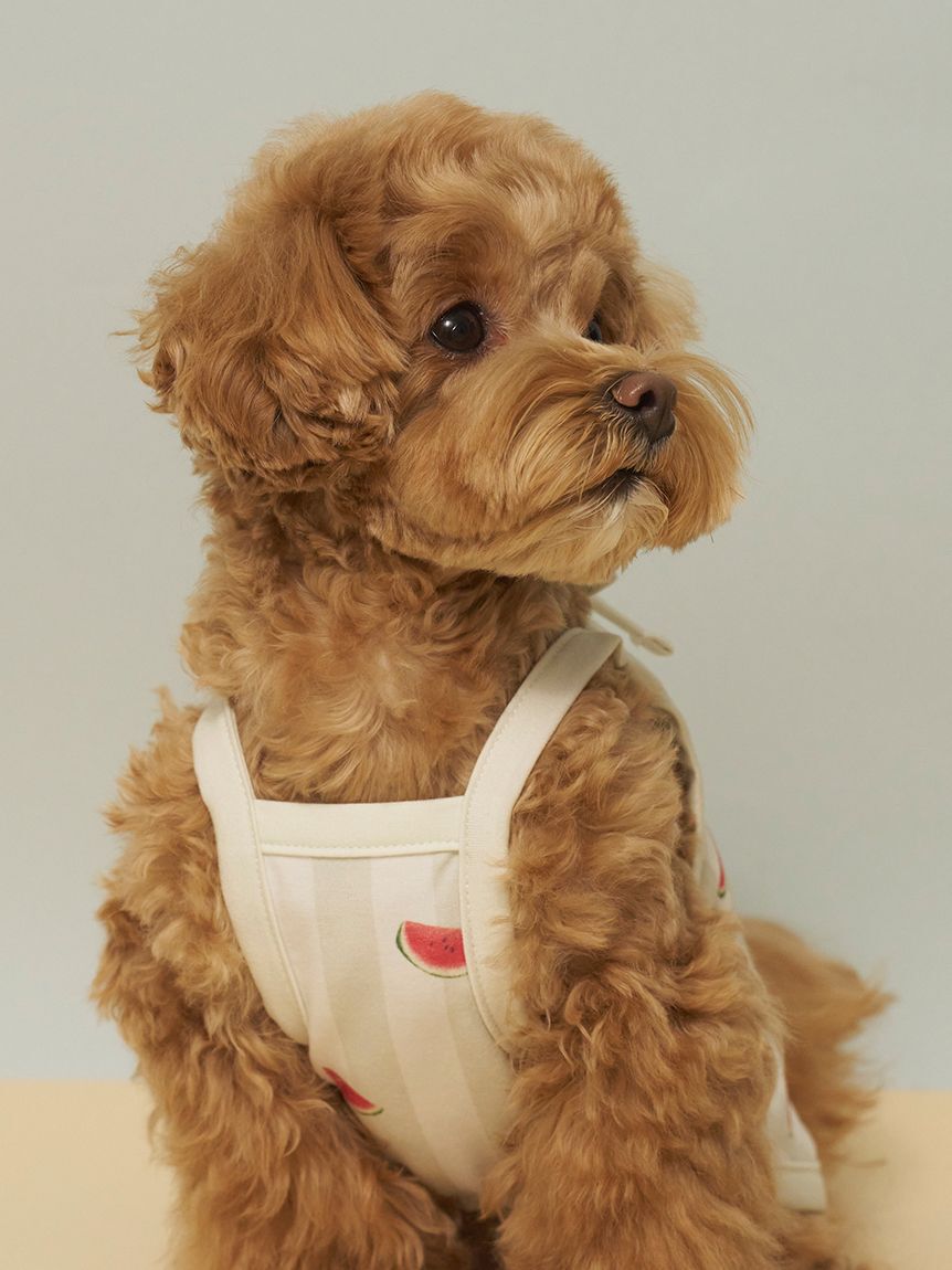  GELATO PIQUE CAT&DOG「【CAT&DOG】【接触冷感】 ストライプ柄Coolingプルオーバー」|その他|