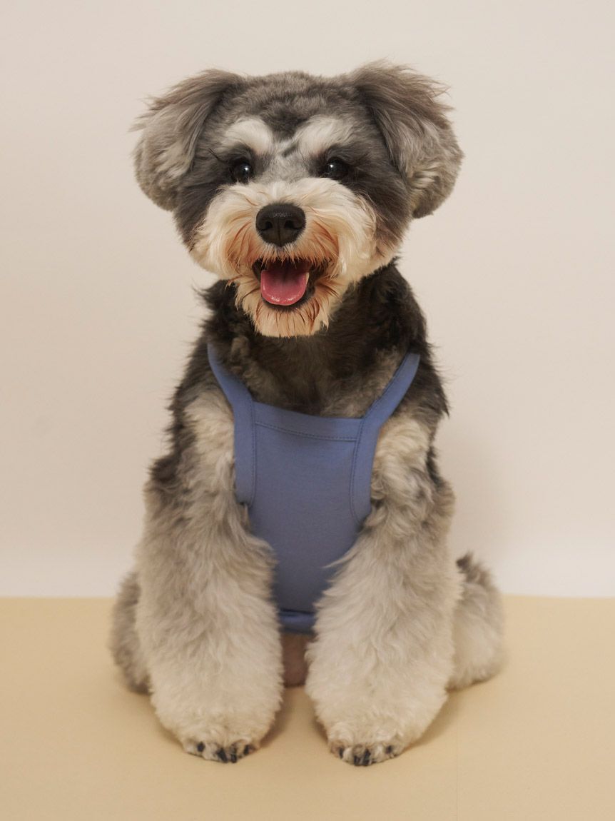  GELATO PIQUE CAT&DOG「【CAT&DOG】【接触冷感】サマーベア柄プルオーバー」|その他|
