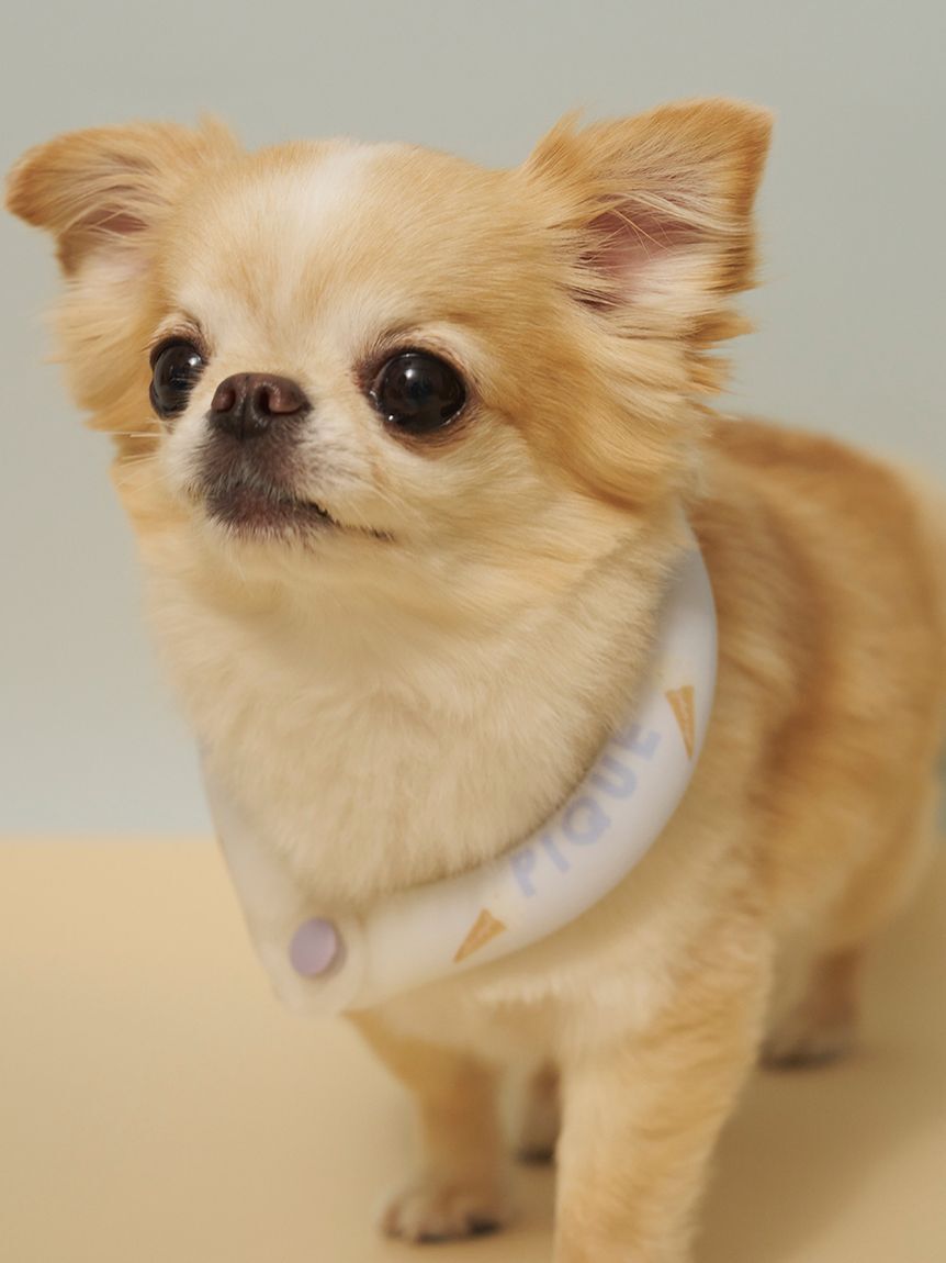  GELATO PIQUE CAT&DOG「【CAT&DOG】サマーモチーフ柄Coolingネックリング」|その他|