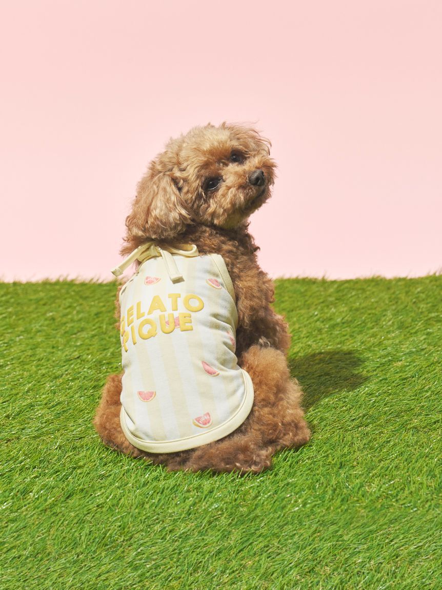  GELATO PIQUE CAT&DOG「【CAT&DOG】【接触冷感】 ストライプ柄Coolingプルオーバー」|その他|