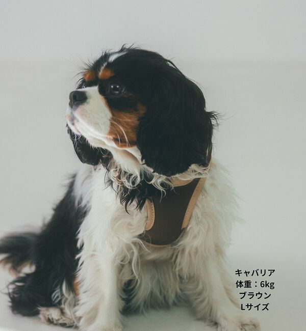 LOWELL things「【追加】MATIE/ハーネス(S/M/L)【Direction by 有末麻祐子」|その他|
