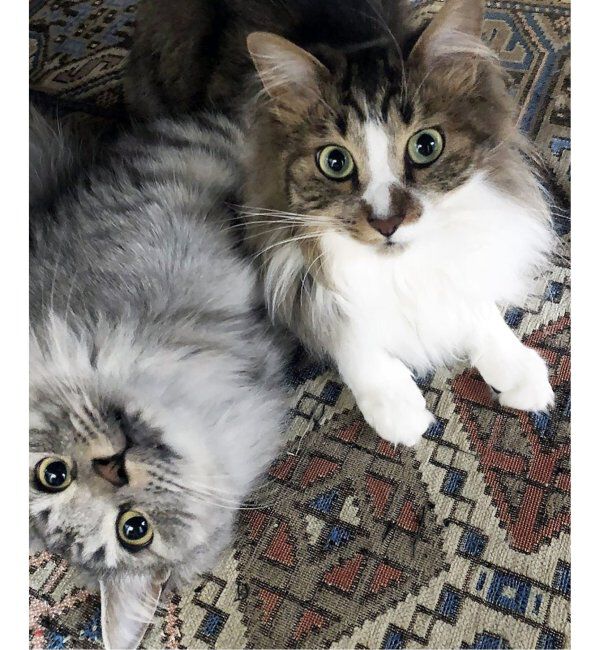 ACME「GLENOAKS RUG 200x200 グレンオークスラグ」|その他|