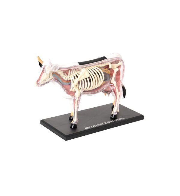 bPr BEAMS「4D MASTER / ANIMAL ANATOMY」|その他|COW