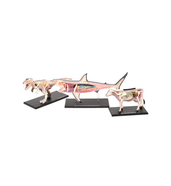 bPr BEAMS「4D MASTER / ANIMAL ANATOMY」|その他|