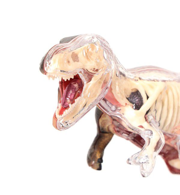 bPr BEAMS「4D MASTER / ANIMAL ANATOMY」|その他|