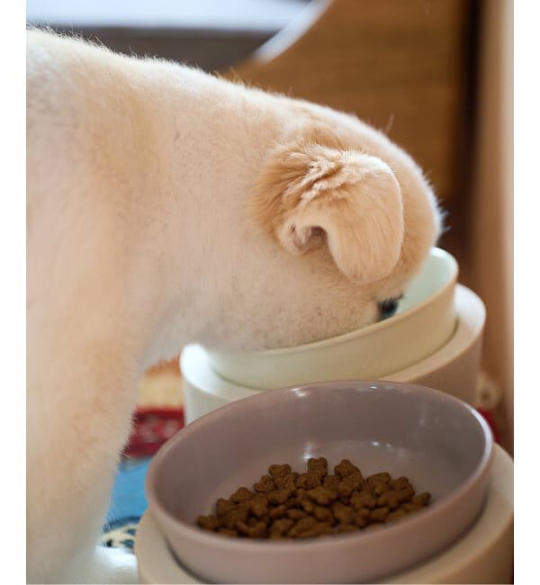 journal standard Furniture「【ideaco】Pet Feeder Water Low　ペットフィーダー」|食器・キッチングッズ|