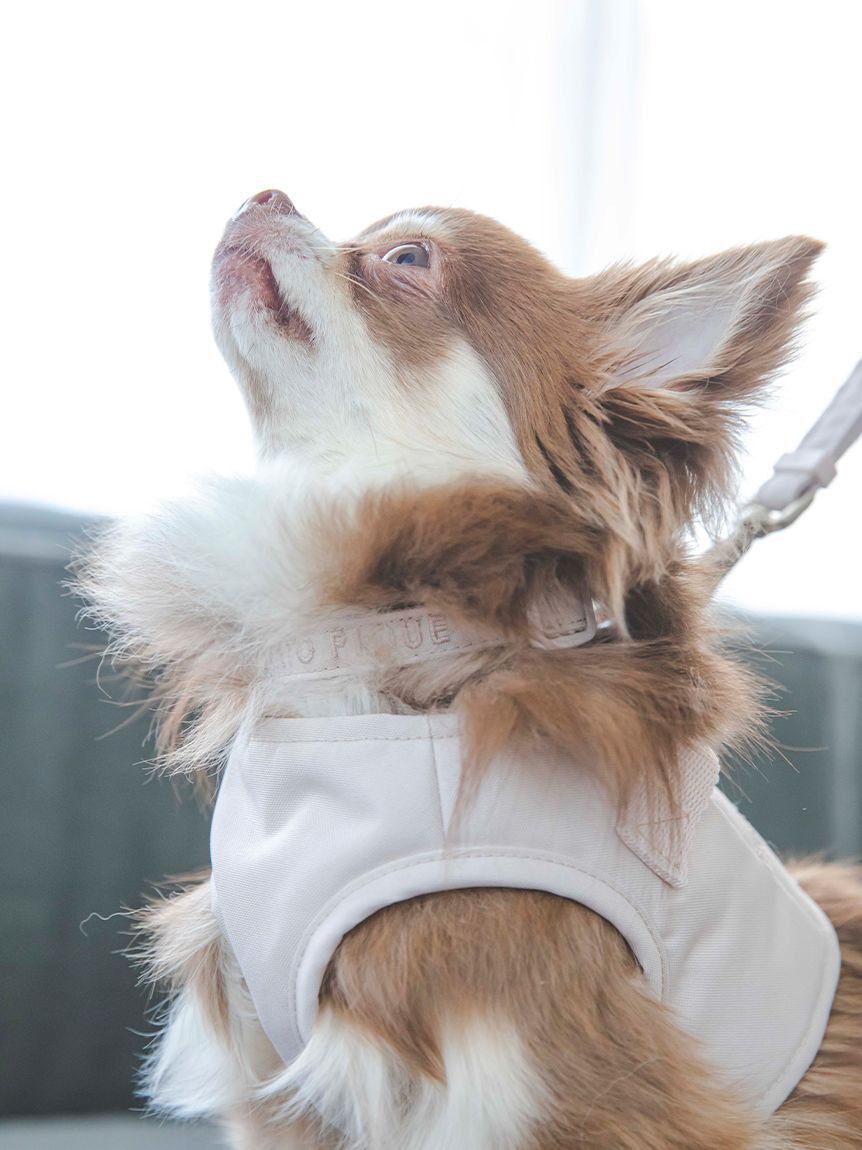  GELATO PIQUE CAT&DOG「【CAT&DOG】【販路限定商品】首輪」|その他|