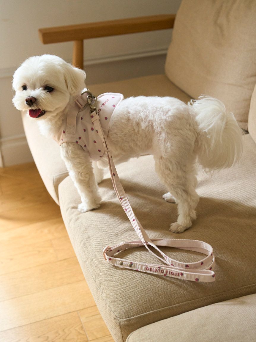  GELATO PIQUE CAT&DOG「【CAT&DOG】【販路限定商品】モチーフ柄リード」|その他|