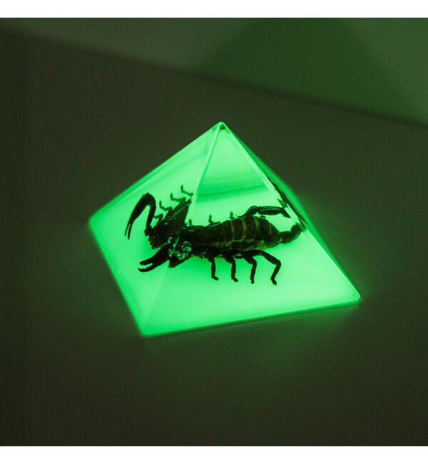 bPr BEAMS「REAL BUG / Pyramid」|その他|BLACK_SCORPION