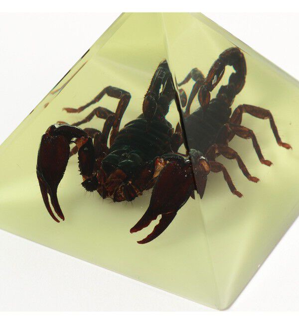 bPr BEAMS「REAL BUG / Pyramid」|その他|