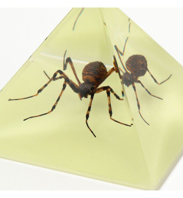 bPr BEAMS「REAL BUG / Pyramid」|その他|