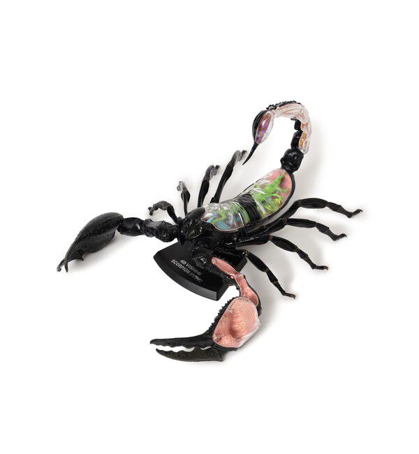 bPr BEAMS「4D MASTER / INSECT ANATOMY」|その他|Scorpion