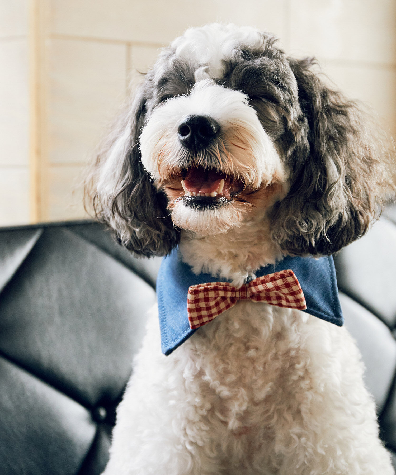 ROPE PICNIC PASSAGE「【comif(コミフ)&times;ROPE' PICNIC】【DOG】襟付き蝶ネクタイ」|その他|