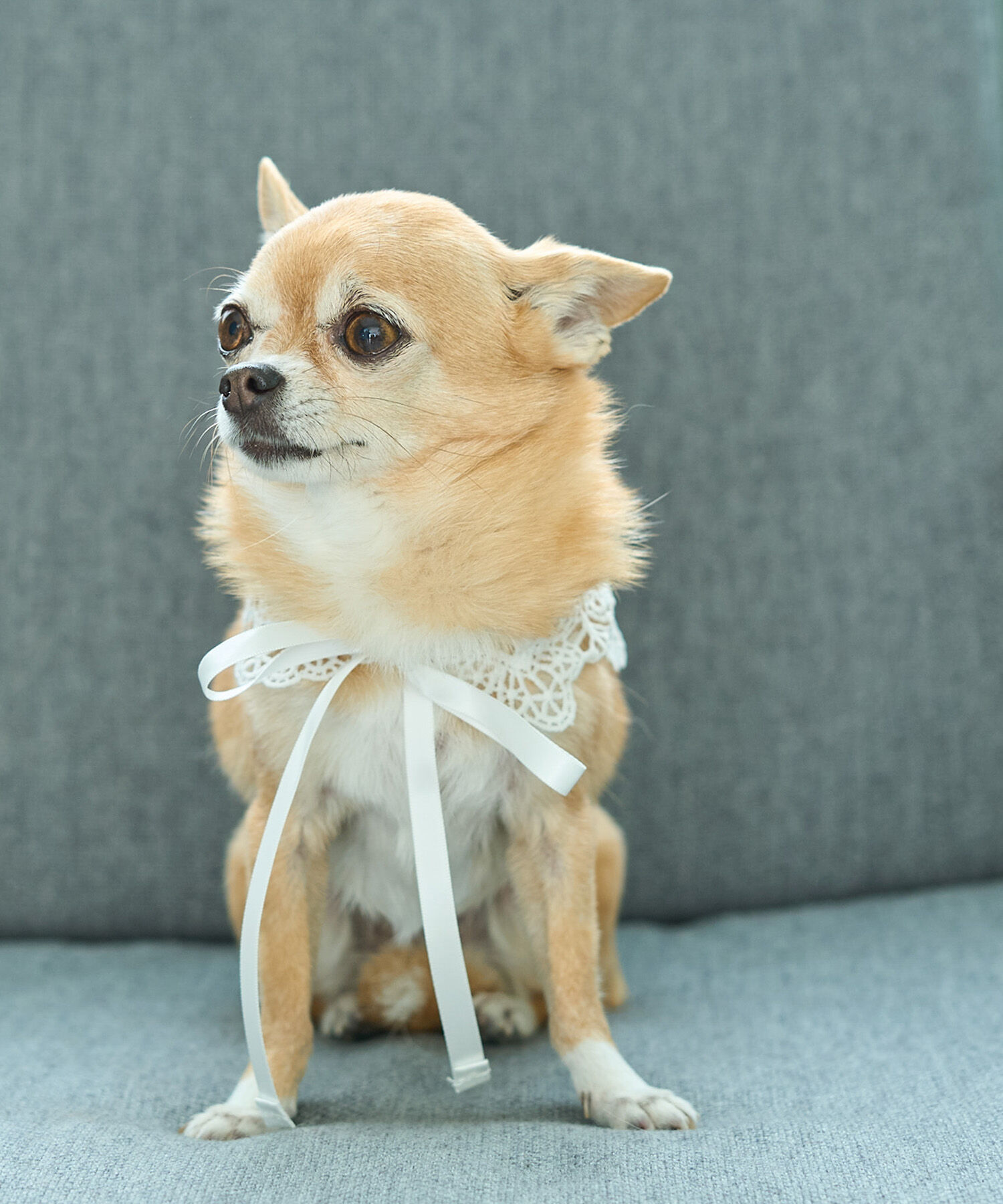 ROPE PICNIC PASSAGE「【DOG】レースつけ襟」|その他|ホワイト(10)