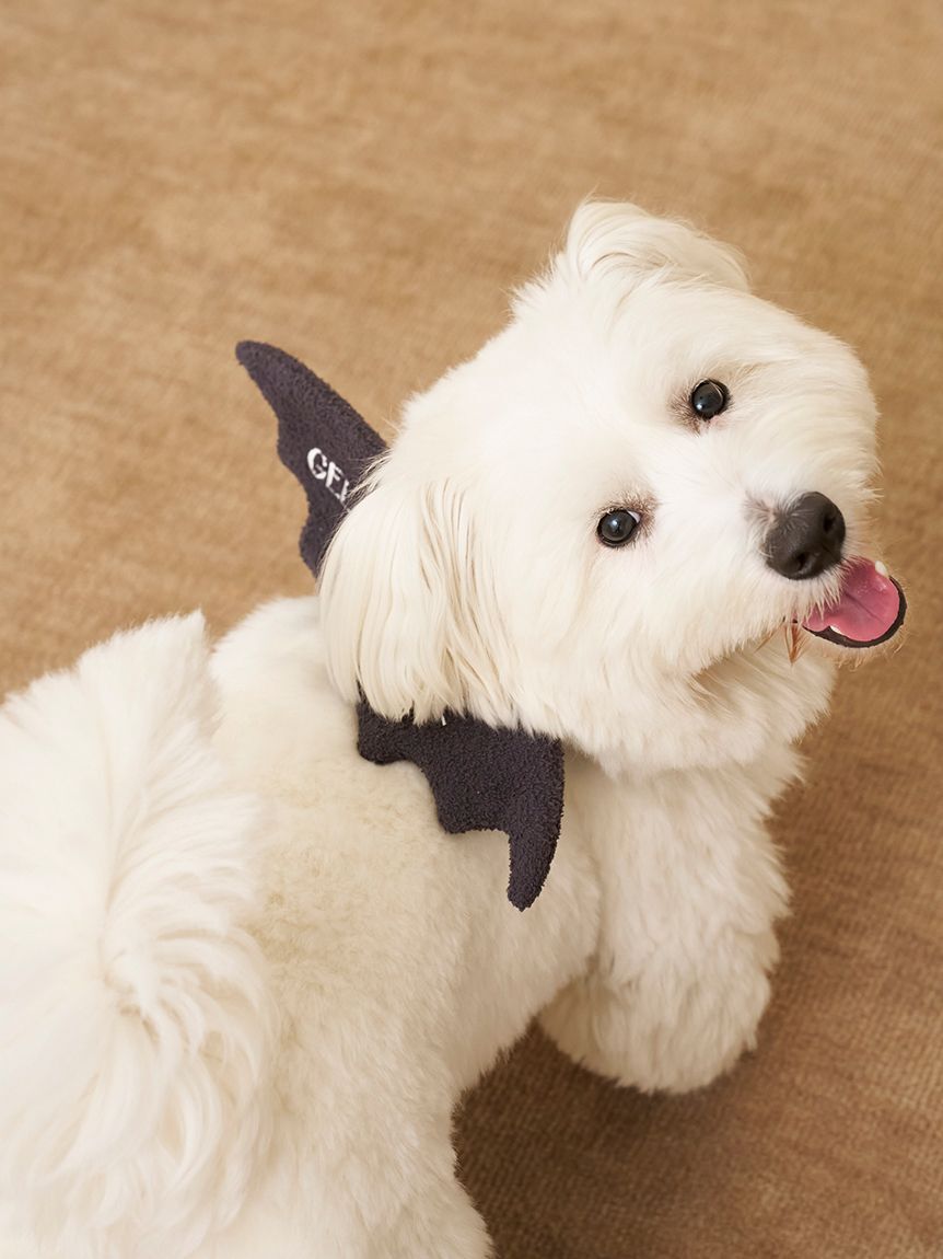  GELATO PIQUE CAT&DOG「【HALLOWEEN】【CAT&DOG】こうもりウイング」|その他|