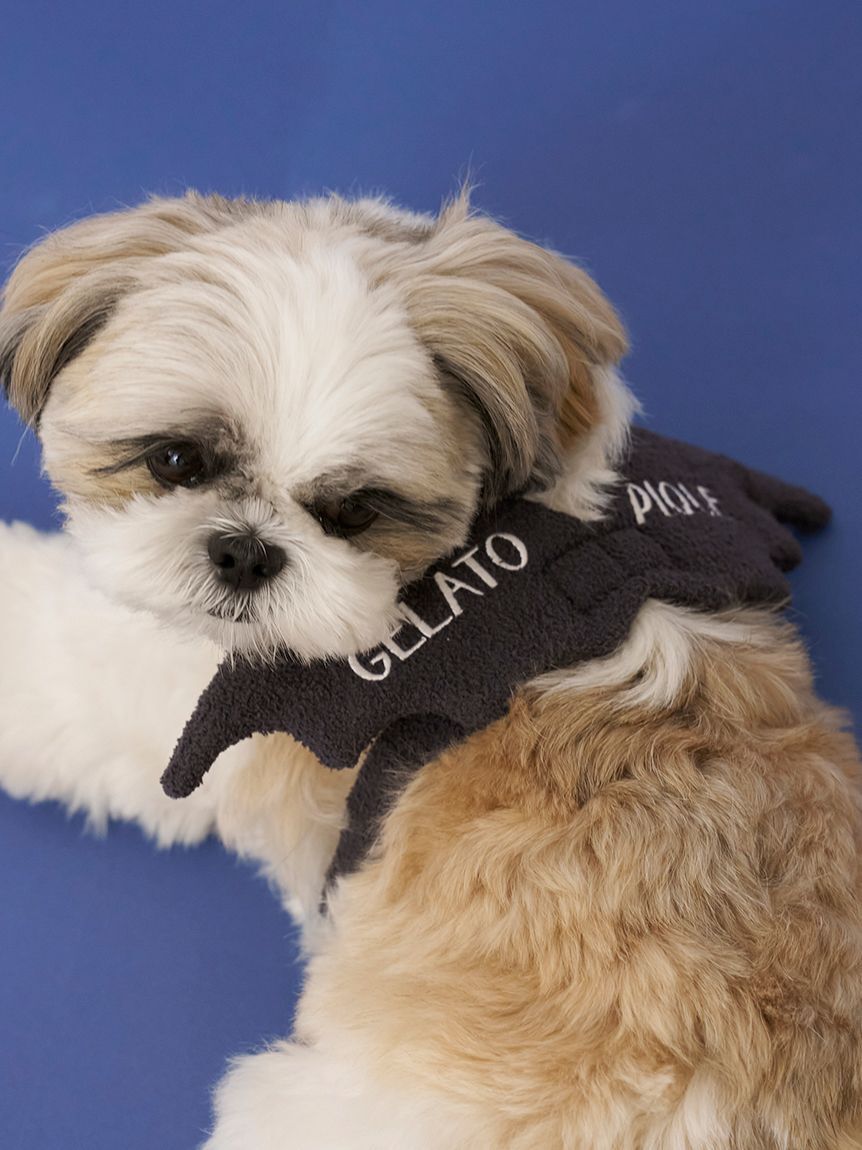  GELATO PIQUE CAT&DOG「【HALLOWEEN】【CAT&DOG】こうもりウイング」|その他|
