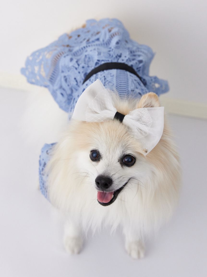 CELFORD「【洗える】【DOG&CAT】レースワンピース」|その他|