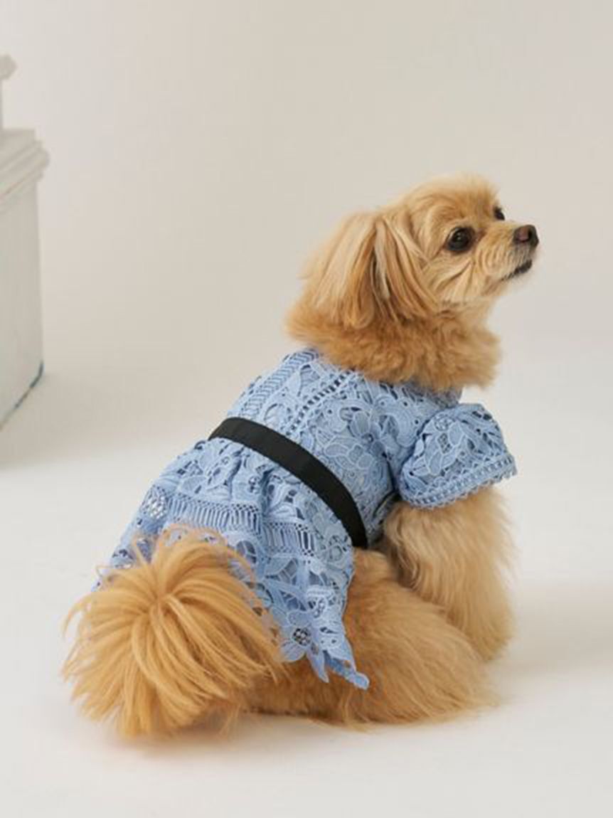 CELFORD「【洗える】【DOG&CAT】レースワンピース」|その他|