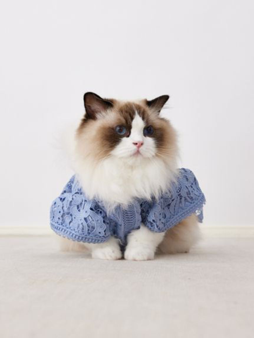 CELFORD「【洗える】【DOG&CAT】レースワンピース」|その他|