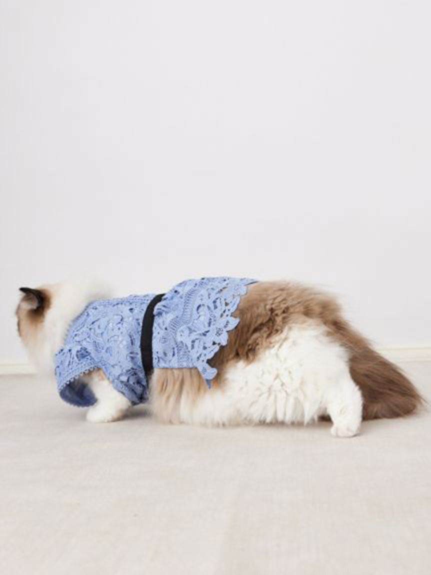 CELFORD「【洗える】【DOG&CAT】レースワンピース」|その他|