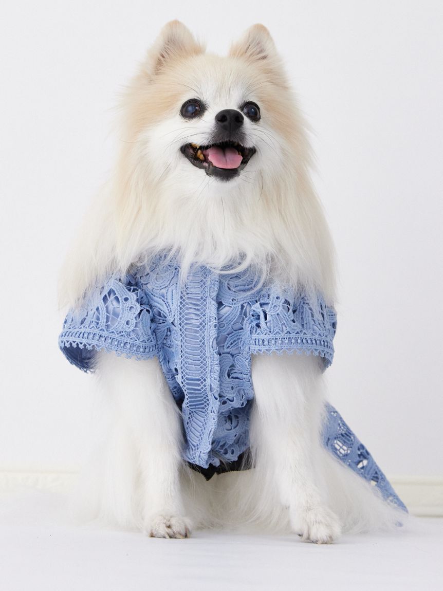 CELFORD「【洗える】【DOG&CAT】レースワンピース」|その他|