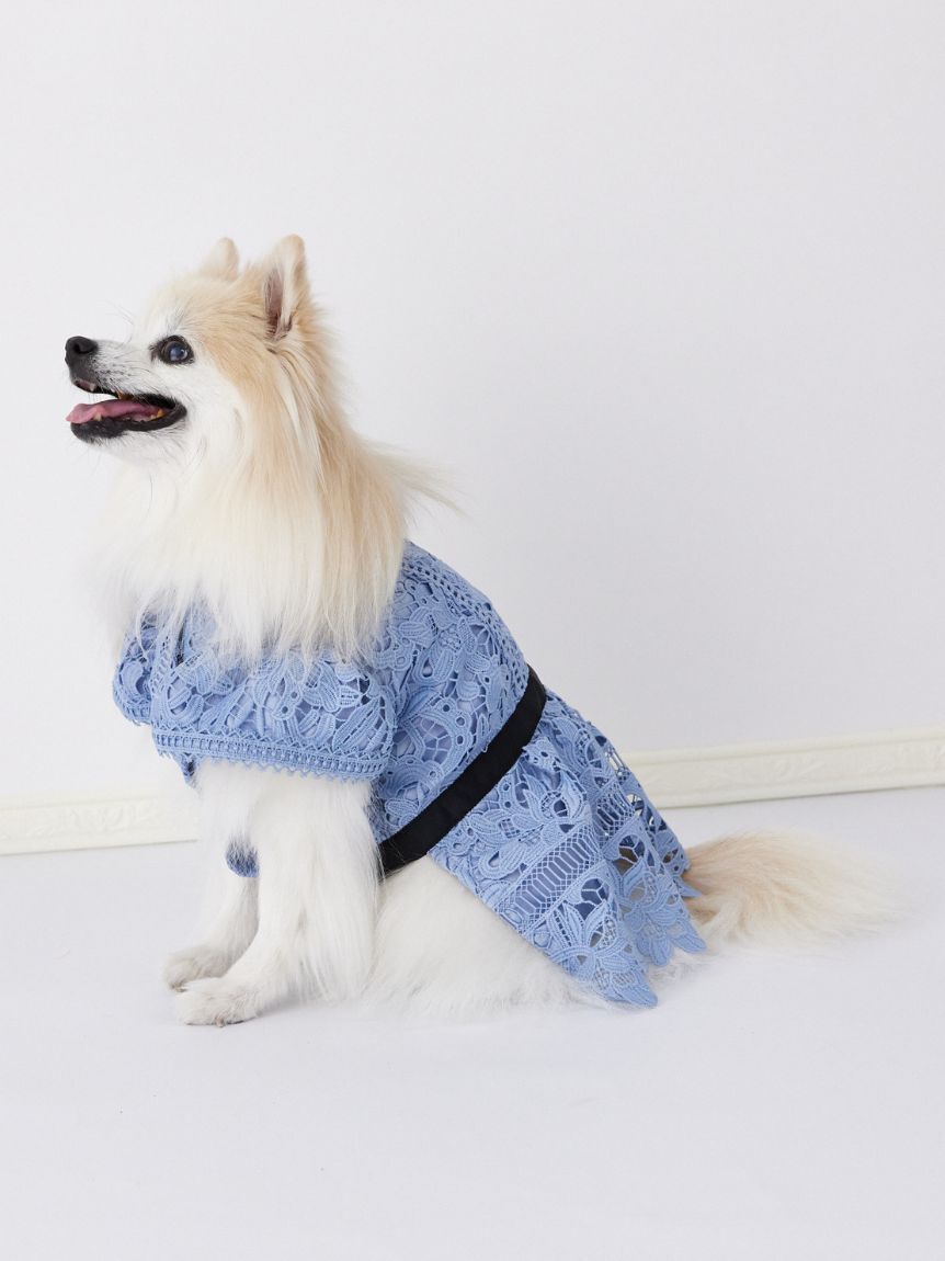 CELFORD「【洗える】【DOG&CAT】レースワンピース」|その他|