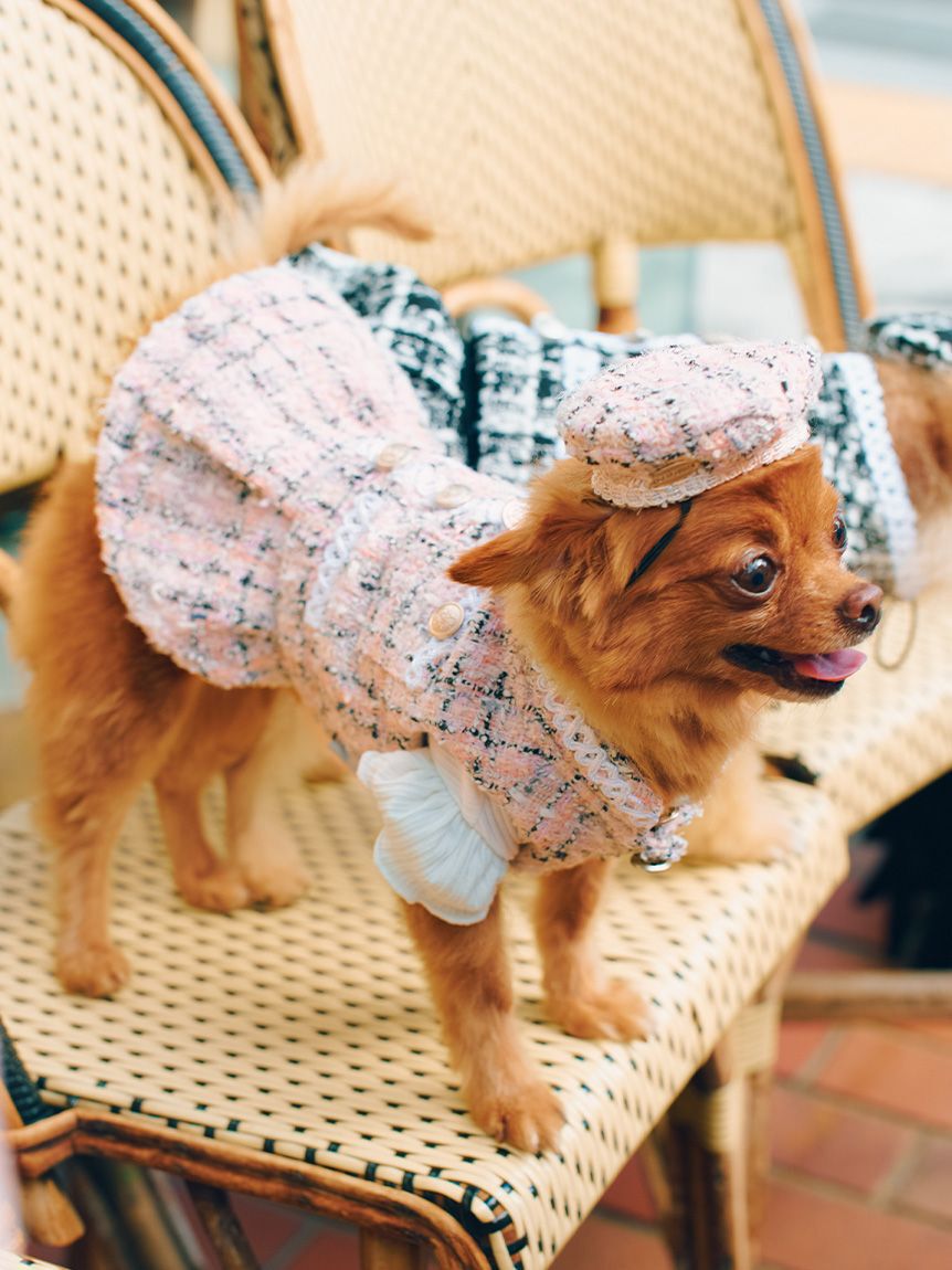 CELFORD「【洗える】【DOG&CAT】ツイードドッキングカットワンピース」|その他|