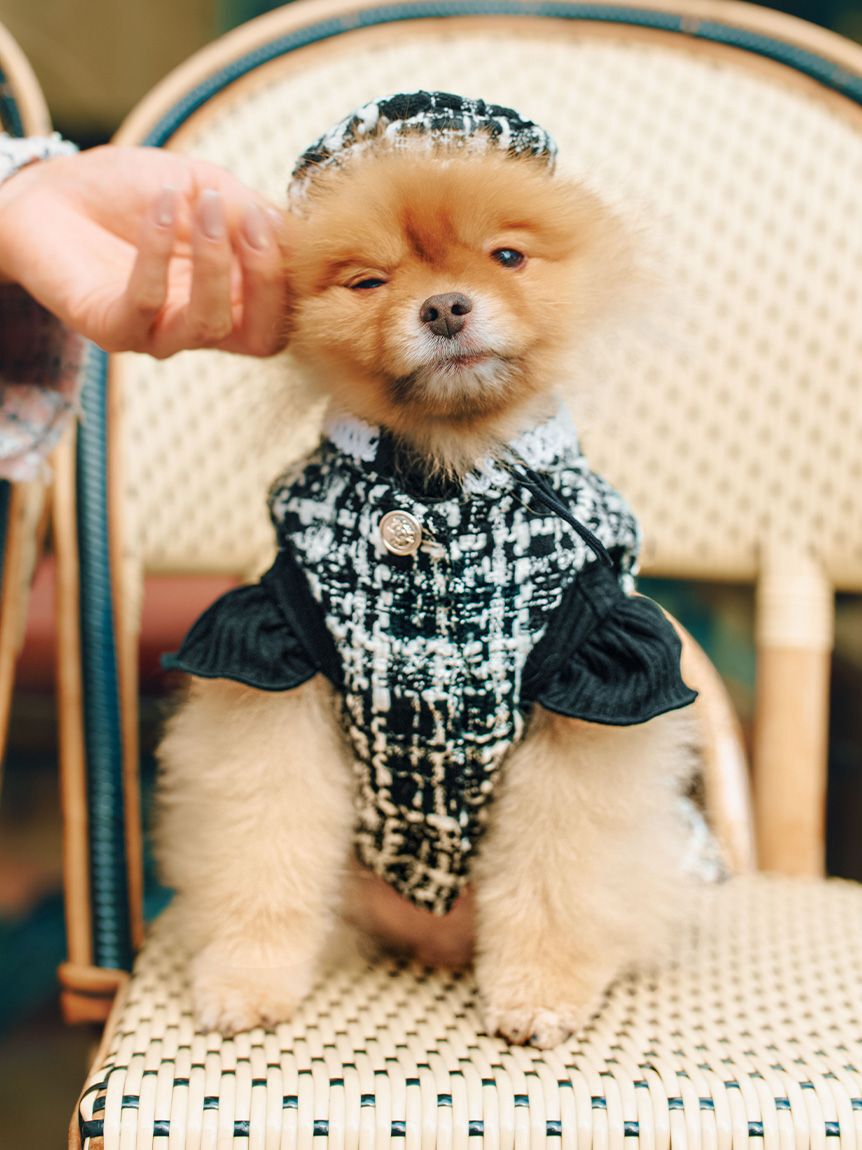 CELFORD「【洗える】【DOG&CAT】ツイードドッキングカットワンピース」|その他|