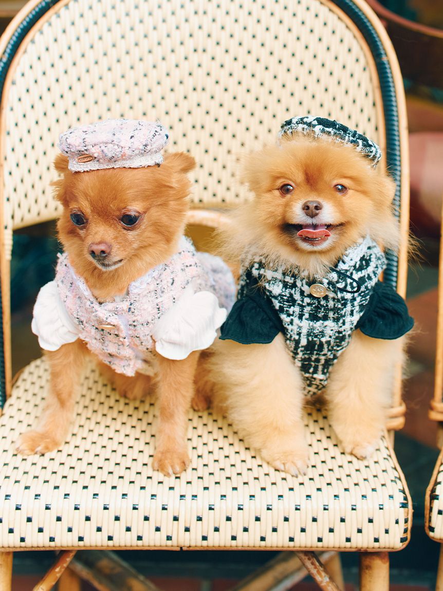 CELFORD「【洗える】【DOG&CAT】ツイードドッキングカットワンピース」|その他|