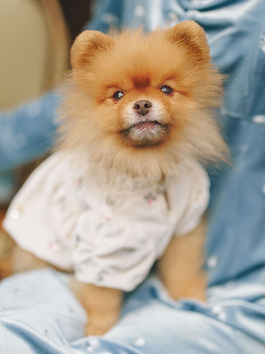 CELFORD「【洗える】【DOG&CAT】小花刺繍ベロアワンピース」|その他|
